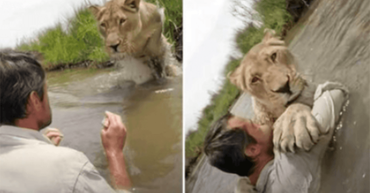 Video incredibil cu o leoaica sarind in barbatul ei salvator cand se reuneste cu el dupa 7 ani