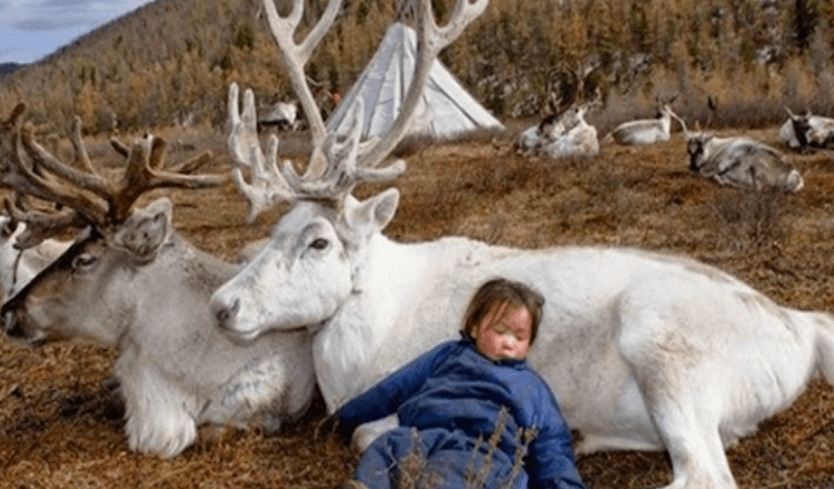 Fotografii fascinante cu reni care trăiesc în Mongolia ( 8+ poze)