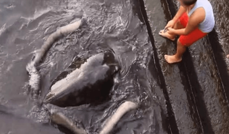Videoclipul cu o rază uriașă care iese din apă pentru a-l saluta pe băiat devine viral