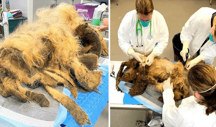 Un câine în vârstă suferă de neglijență gravă după moartea proprietarului, găsit cu 9 lb de blană
