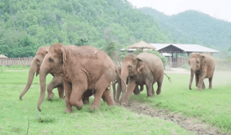 Întreaga turmă de elefanți aleargă pentru a-i saluta puiului de elefant salvat (video)