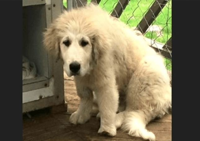 Un cățeluș neglijat din Great Pyrenees cu laba deformată are o a doua șansă