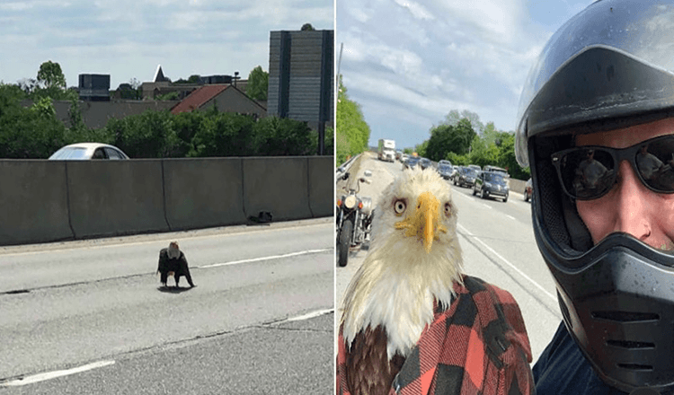 Tipul vede un vultur pleșuv prins în trafic și îi salvează viața