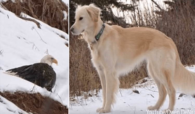 Vulturul pleșuv salvat de la îngheț până la moarte de un Golden Retriever