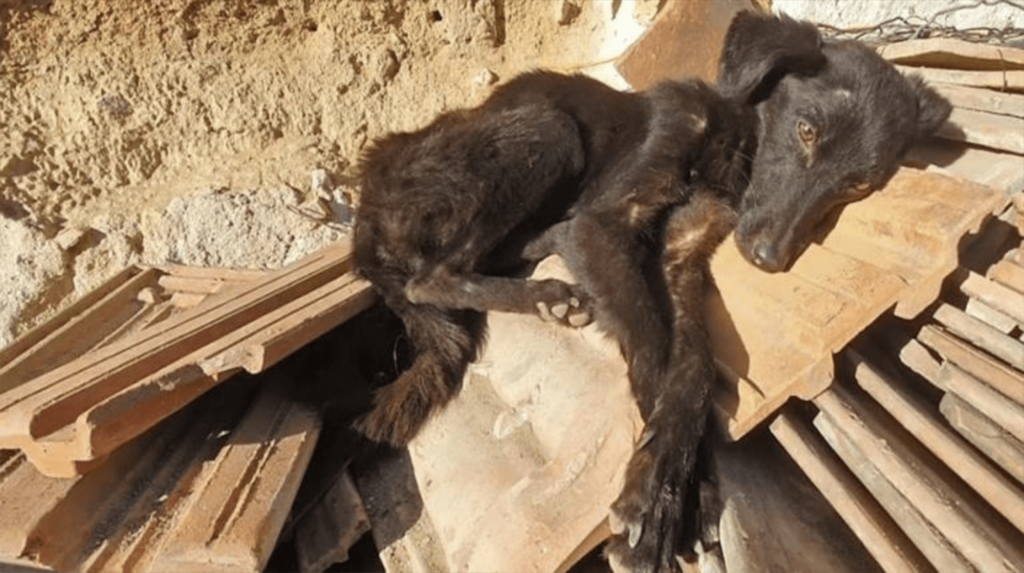 Găsit într-un garaj, un câine înfometat, începe să dea din coadă când sosesc salvatorii