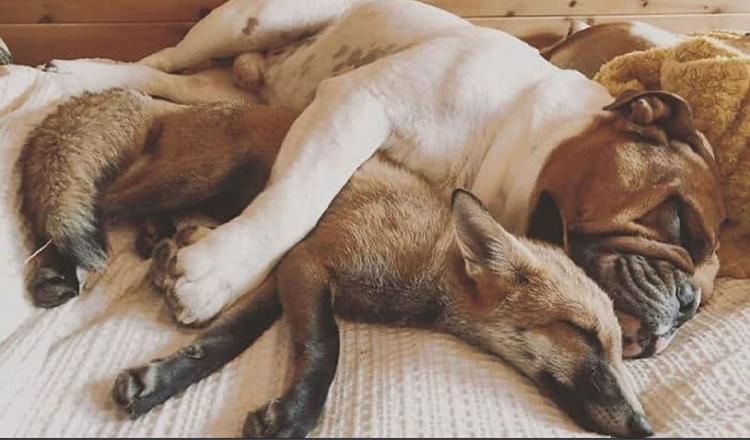 Rescue Fox și un buldog devin inseparabili și formează o prietenie din viața reală „The Fox And The Hound”