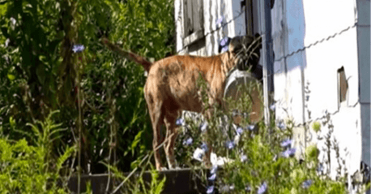 Câinele abandonat poartă bolul gol din uşă în uşă în speranţa că cineva îl va hrăni