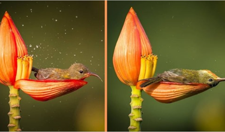 Fotograful surprinde o pasăre micuță folosind o petală de flori ca cadă