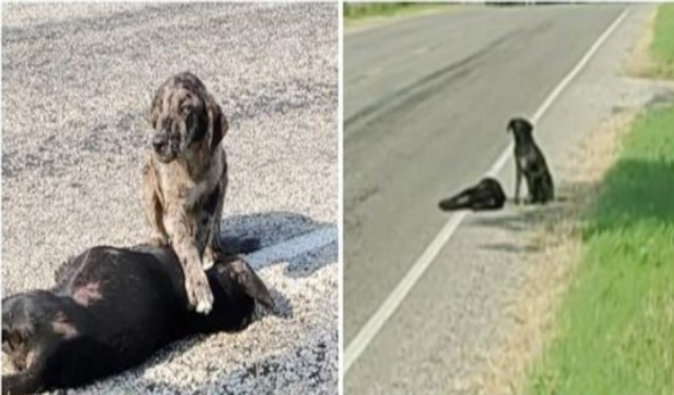 Fratele mai mare protector așteaptă ca sora lui să se trezească după ce o lovește o mașină