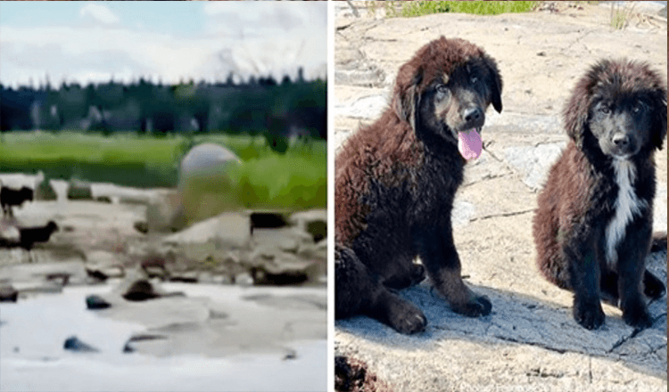 Boater găsește șapte cățeluși abandonați pe insula pustie plângând de foame