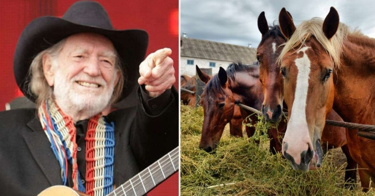 Willie Nelson a salvat 70 de cai dintr-un abator pentru a-i lăsa să se plimbe liber la ferma sa din Texas