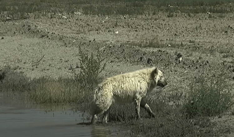 Ciobanesc German Alb Abandonat In Desert pentru ca nimeni nu-l vrea