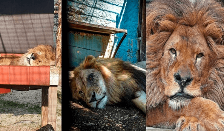 A trăit în cea mai proastă grădină zoologică din lume, Leul Bob a fost salvat / Acum are mâncare și îl iubesc