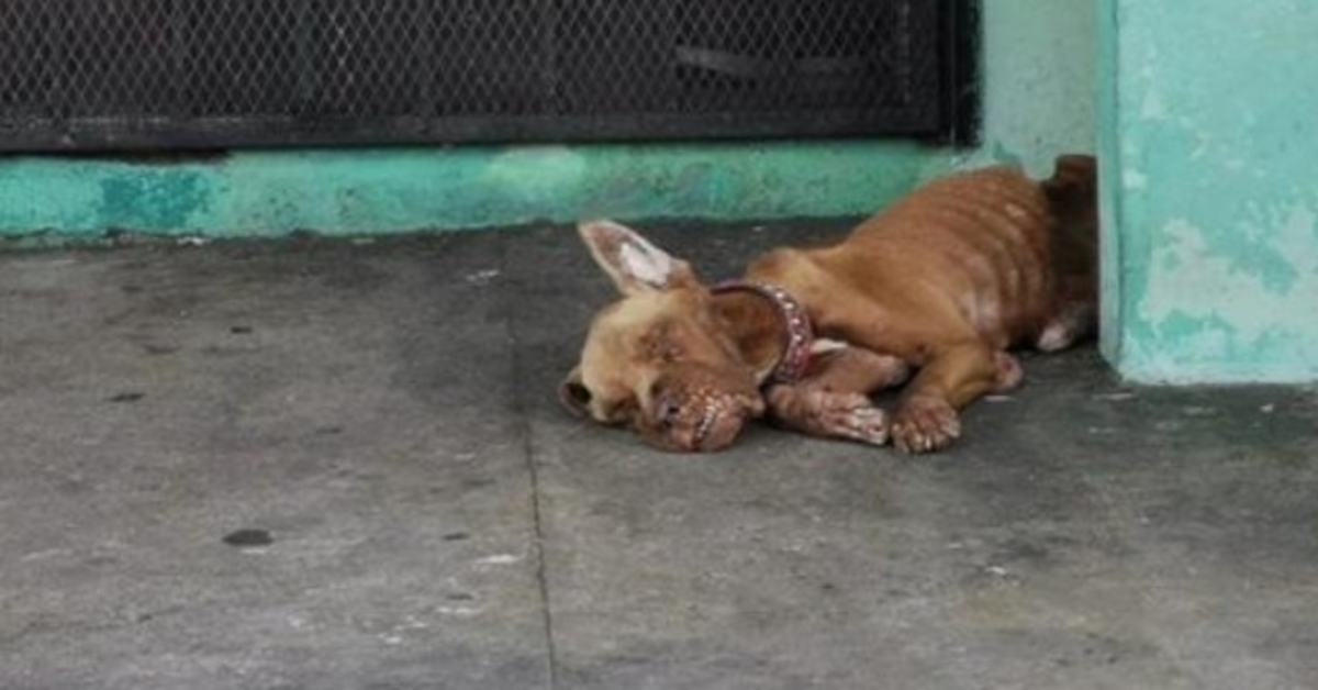 Câine abandonat la benzinărie și a fost total ignorat de toată lumea