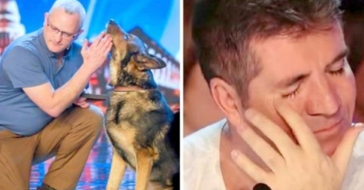 Câine polițist înjunghiat în timpul serviciului, îl are pe Simon Cowell să lupte împotriva lacrimilor pe BGT