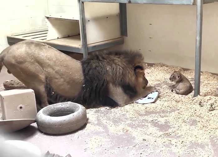 Moment de topire a inimii Tatăl Leu se ghemuiește pentru a-și întâlni puiul pentru prima dată