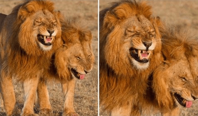 Lion Duo surprins pe camera chicotind în Parcul Național Masai Mara, Kenya