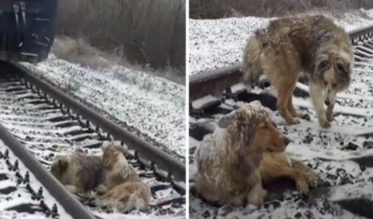 Câine rănit blocat în calea ferată timp de 2 zile protejat de un frate loial care a refuzat să plece