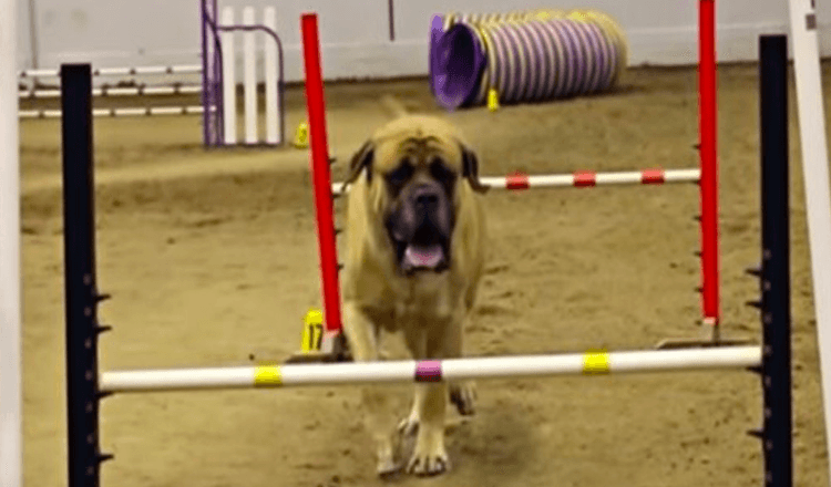 Mastiff englez finalizează cursul de agilitate într-un timp record lent