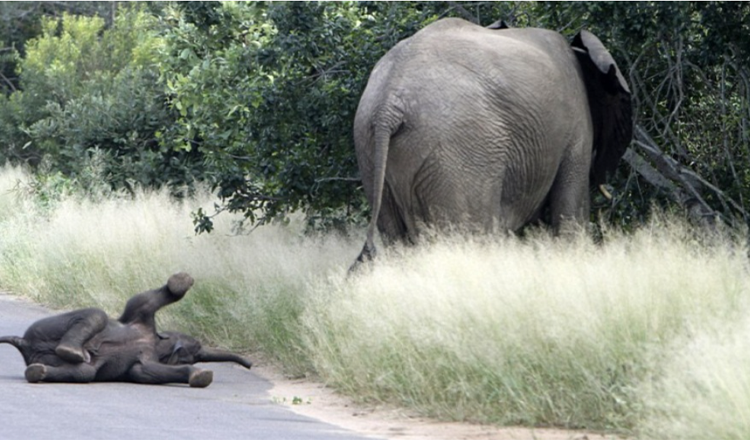 Pui de elefant aruncă cea mai drăguță furie surprinsă vreodată de camera foto