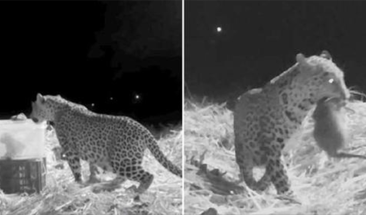 Echipa de salvare a înregistrat întâlnirea mamei leopard și a puiului pierdut, găsit de oameni prietenoși