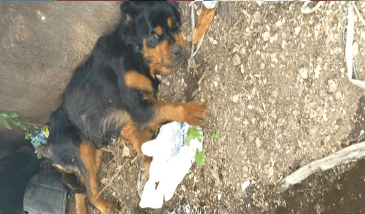 Câine paralizat, abandonat la coșul de gunoi, nu s-a gândit niciodată că o va găsi cineva