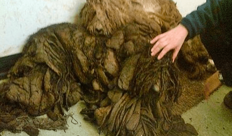 Bărbat salvează câini grav răvășiți despre care se credeau că sunt un morman de cârpe