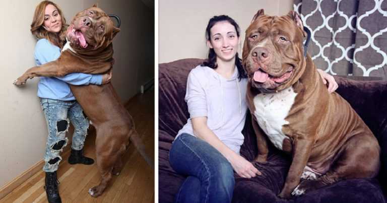 Faceți cunoștință cu Hulk care cântărește 173 de lbs, este cel mai mare pitbull din lume și este încă în creștere