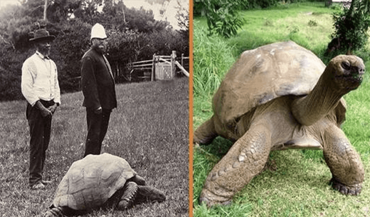 Jonathan, o broască țestoasă în vârstă de 189 de ani, a fost fotografiată în 1902 și este încă în viață astăzi (+8 poze)