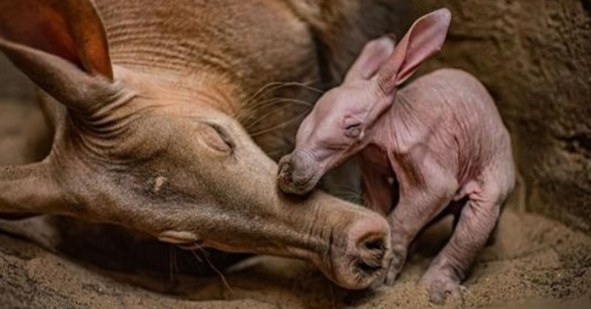 Grădina Zoologică din Chester este „folosită” când sărbătorește nașterea primului său aardvark