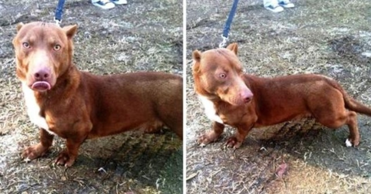 Un cățeluș ciudat „Pit Bull-Dachshund” rătăcește în curtea omului și cere ajutor