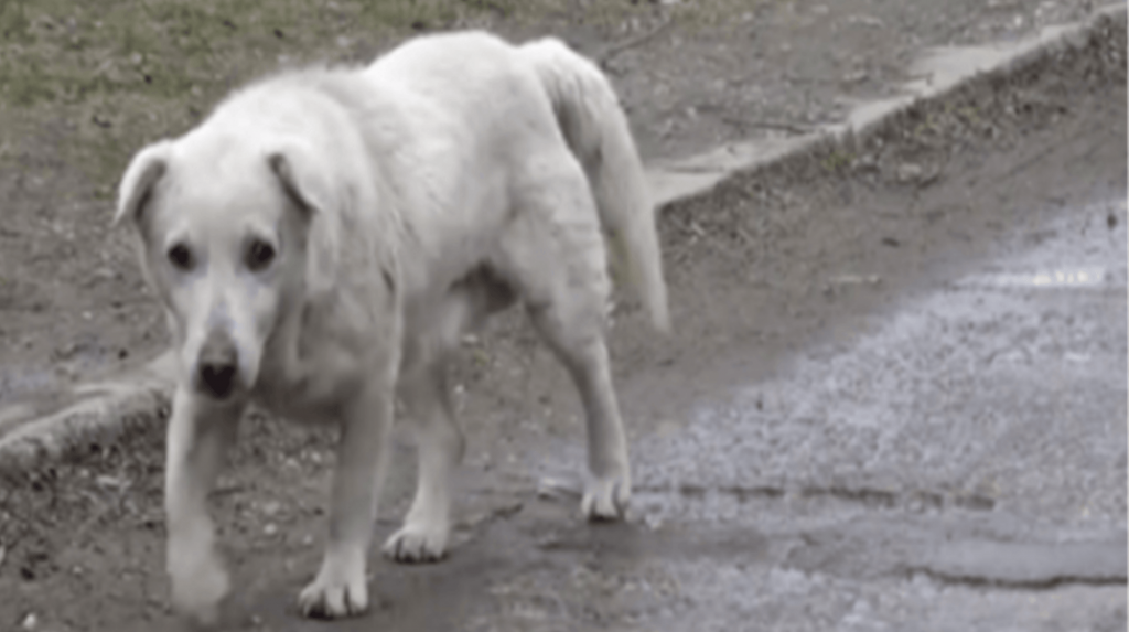 Câine a rămas cu inima frântă după ce s-a reunit cu stăpânul care nu-l mai dorea