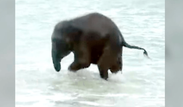 Un pui de elefant vede oceanul pentru prima dată și are cea mai bună reacție