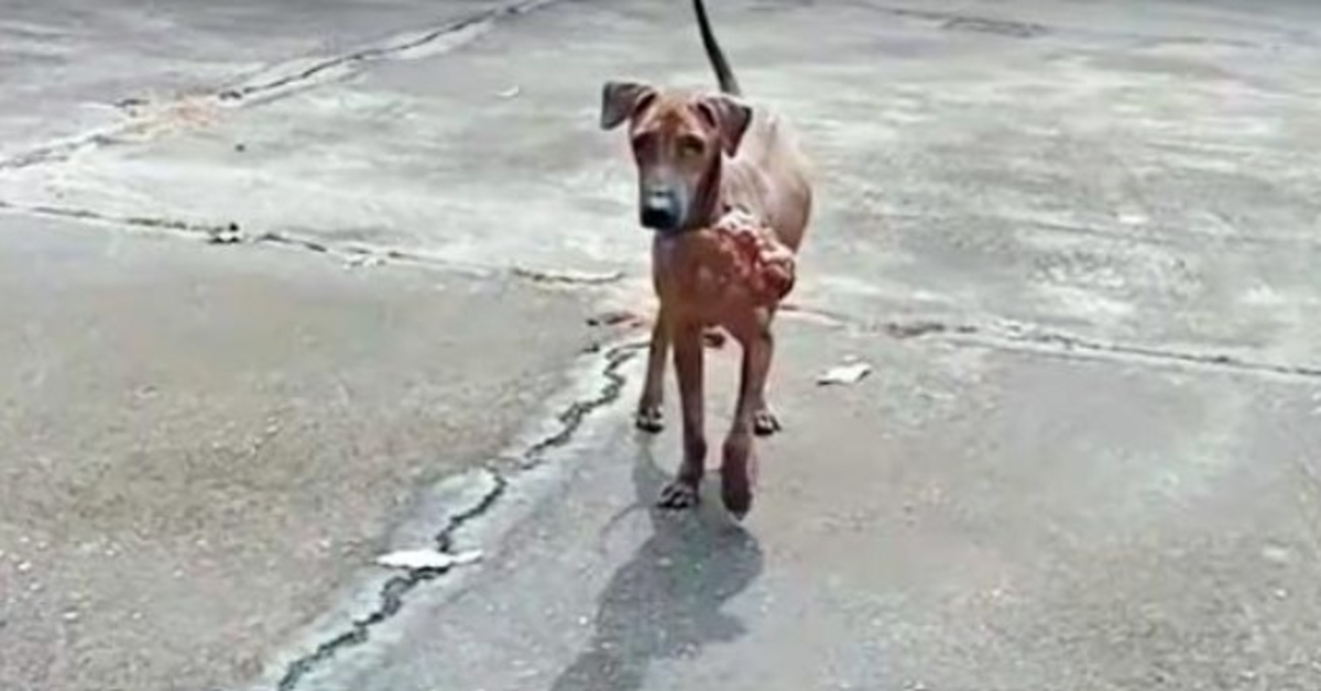 Stray Afraid Of People își face curajul să ceară unui bărbat să-și ia durerea