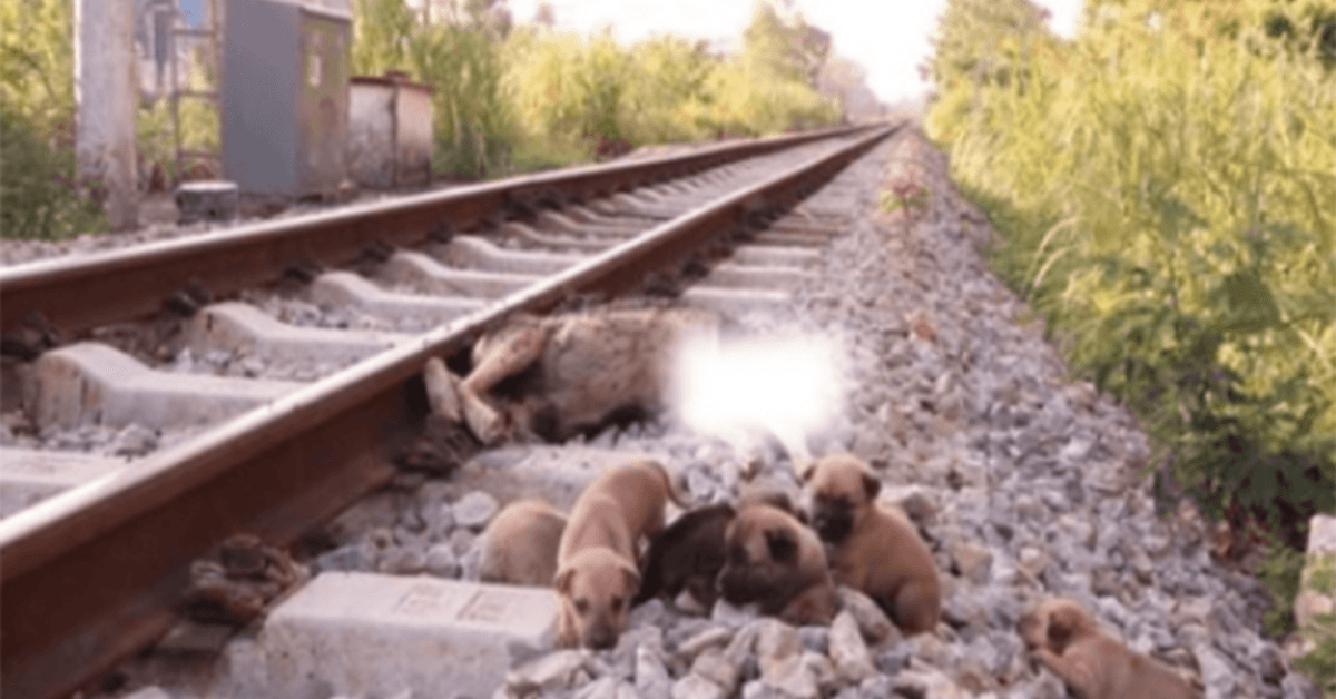 Salvați 6 cățeluși săraci pe șinele de tren când mama lor nu mai este