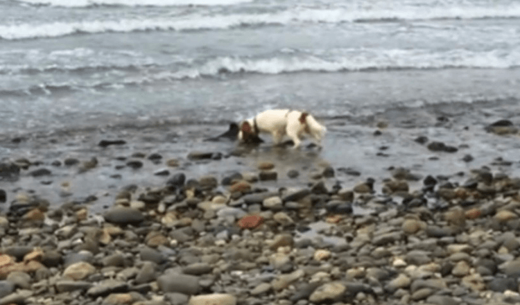 Câine face descoperire lângă Ocean’s Edge, refuză să se mișcă până când proprietarul ajută