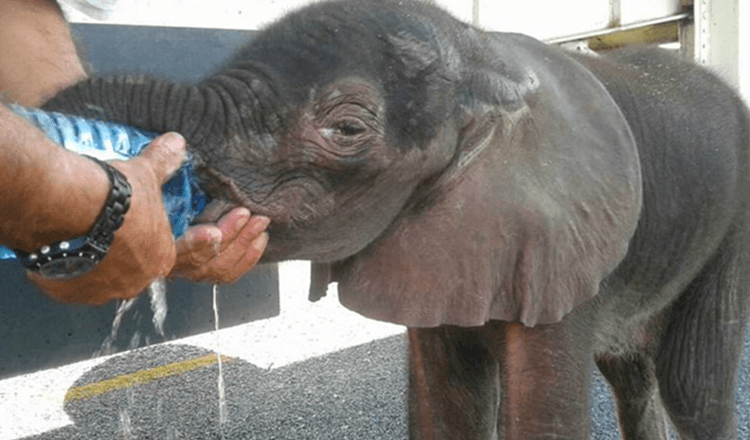 Micul elefant vine de nicăieri, a fost oprit de un grup de șoferi de camion