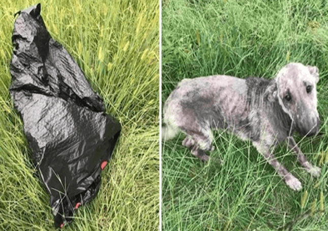 Câinele unei femei plânge în primejdie după ce a găsit un câine bolnav la sacul de gunoi