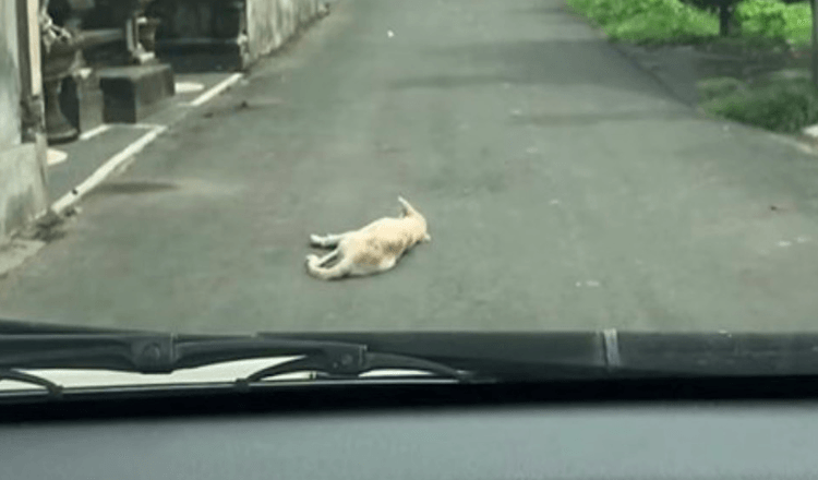 O mașină oprește un câine care zace nemișcat în mijlocul drumului