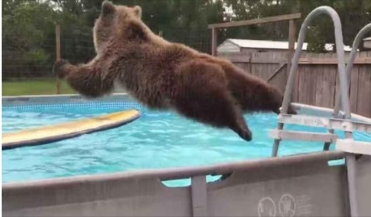 Burta Ursului Grizzly se aruncă chiar în piscină, apoi se întoarce și oferă camerei un zâmbet imens