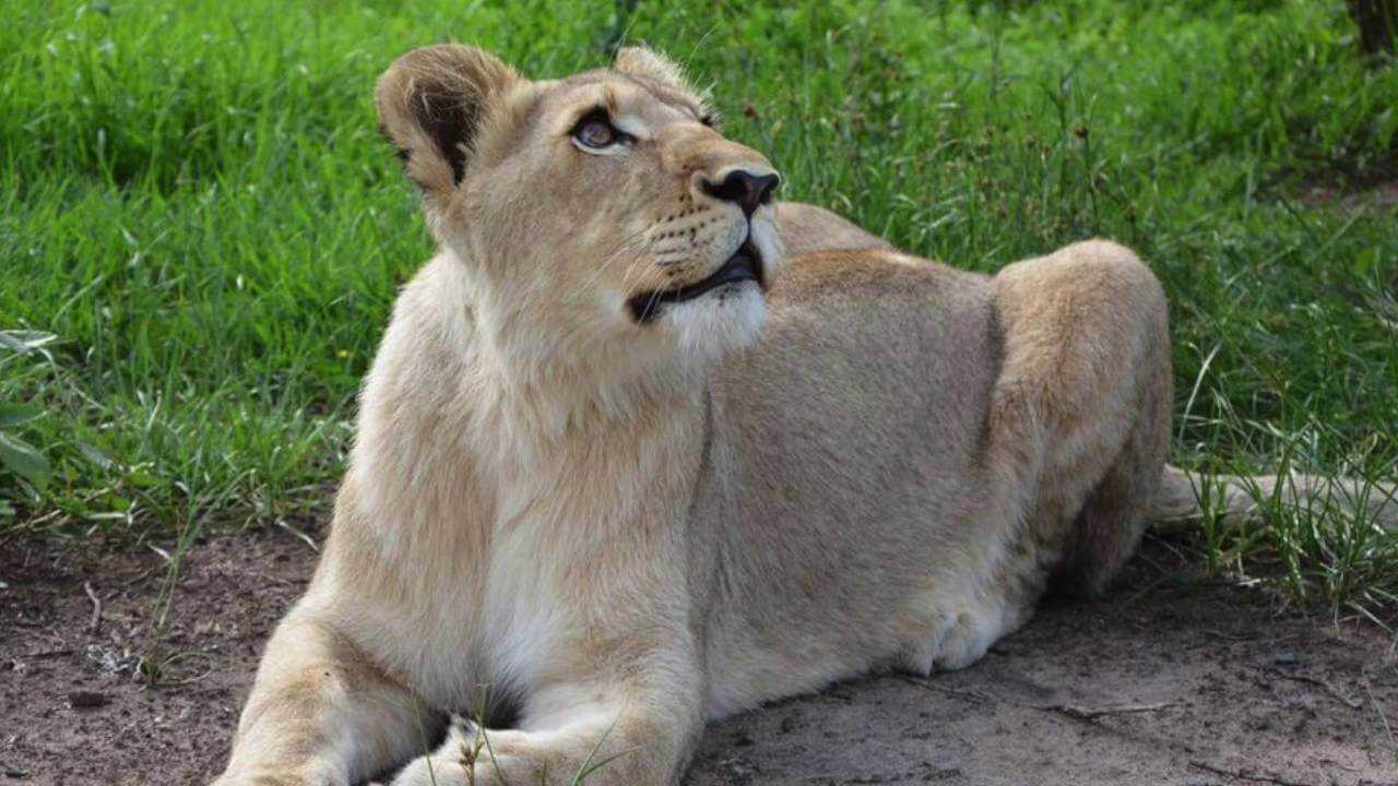 Video incredibil cu o leoaica sarind in barbatul ei salvator cand se reuneste cu el dupa 7 ani