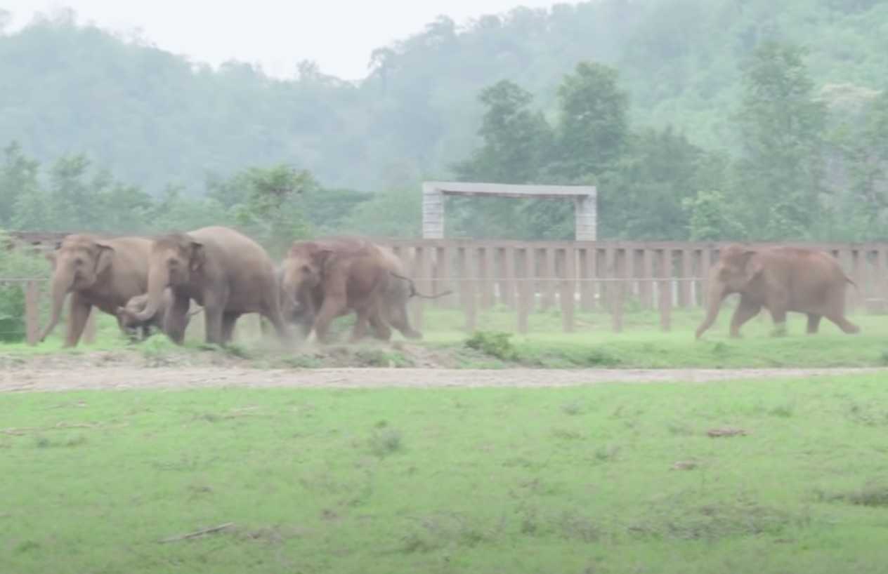 Întreaga turmă de elefanți aleargă pentru a-i saluta puiului de elefant salvat (video)