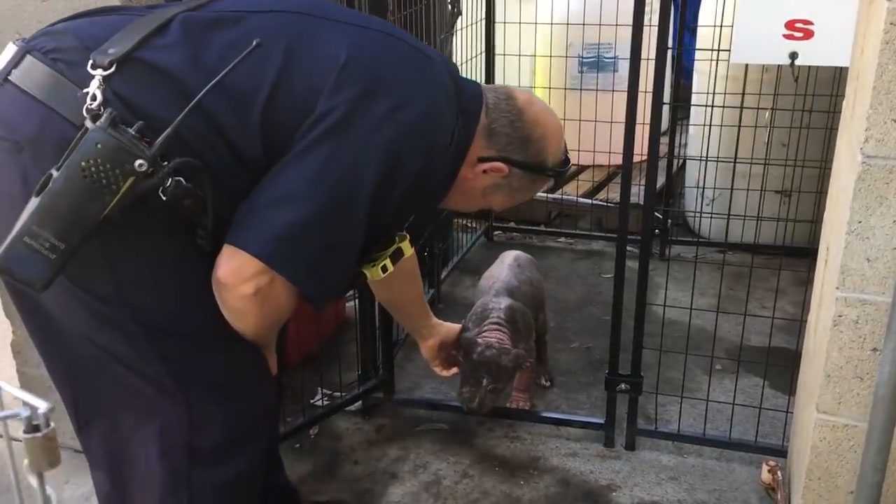 Un cățeluș mic de pitbull deprimat la adăpost își găsește fericirea după ce a fost adoptat de pompierul care a salvat-o