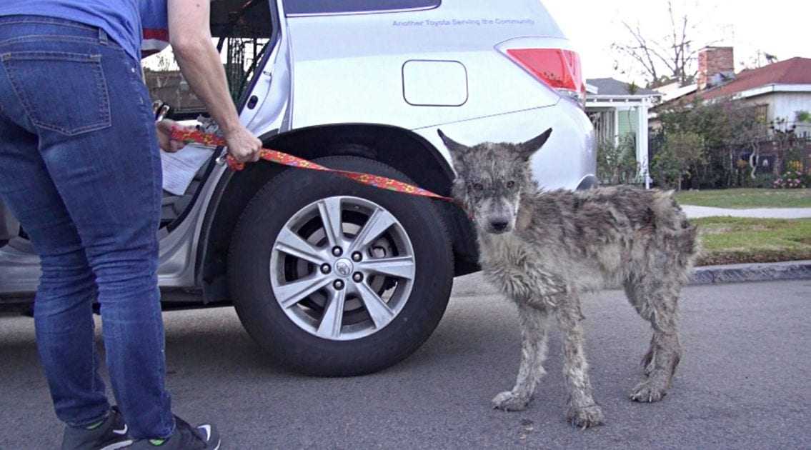 Salvau un câine neglijat, dar nu era un câine