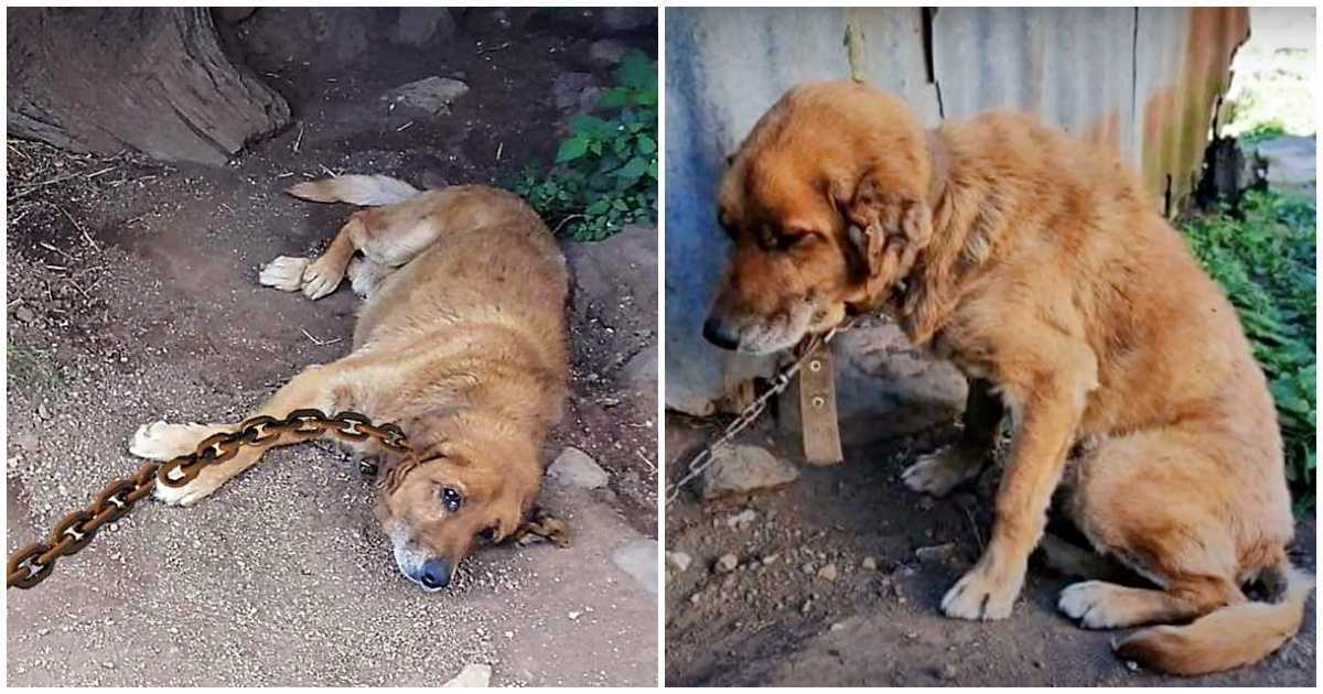 Câine a petrecut 12 ani înlănțuit în pământ, întrebându-se când va veni ziua lui