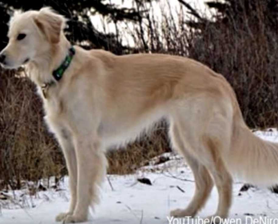 Vulturul pleșuv salvat de la îngheț până la moarte de un Golden Retriever