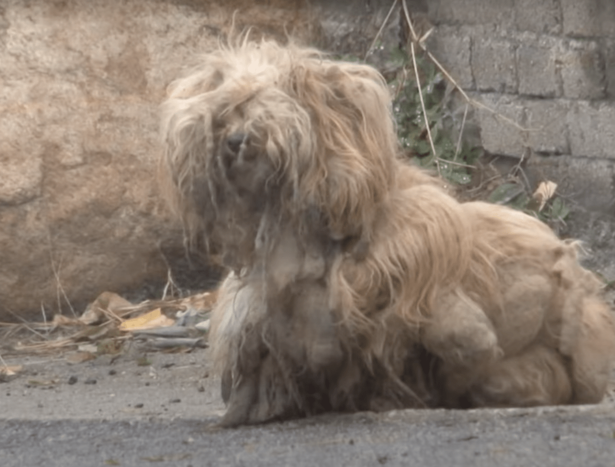 Câinele matuit se uită fără încetare la mașini timp de 2 ani în speranța că stăpânul ei se întoarce