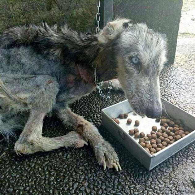 Un bărbat a salvat un husky vagabond pe moarte și a transformat-o într-un câine minunat