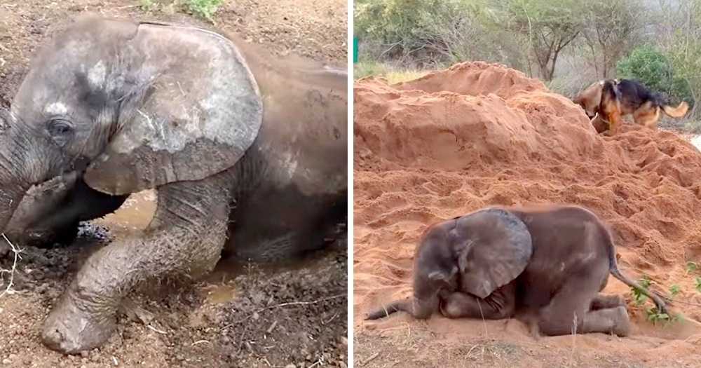 Puiul de elefant bolnav a fost respins de turmă, devine noul cel mai bun prieten cu un câine