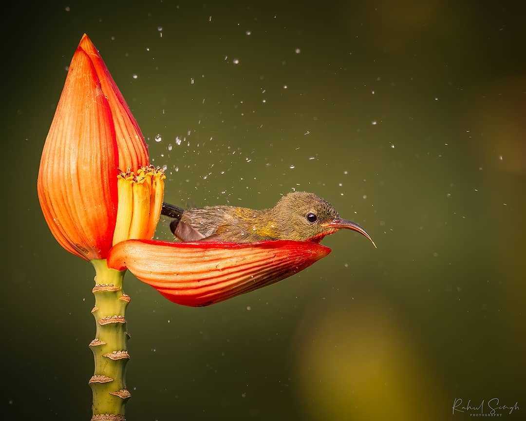 Fotograful surprinde o pasăre micuță folosind o petală de flori ca cadă